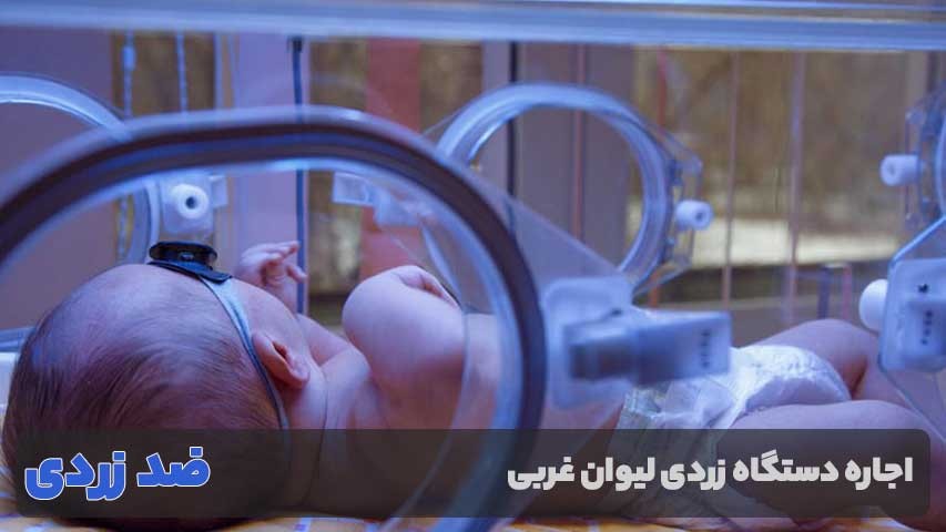 اجاره دهنده دستگاه زردی نوزاد در لیوان غربی